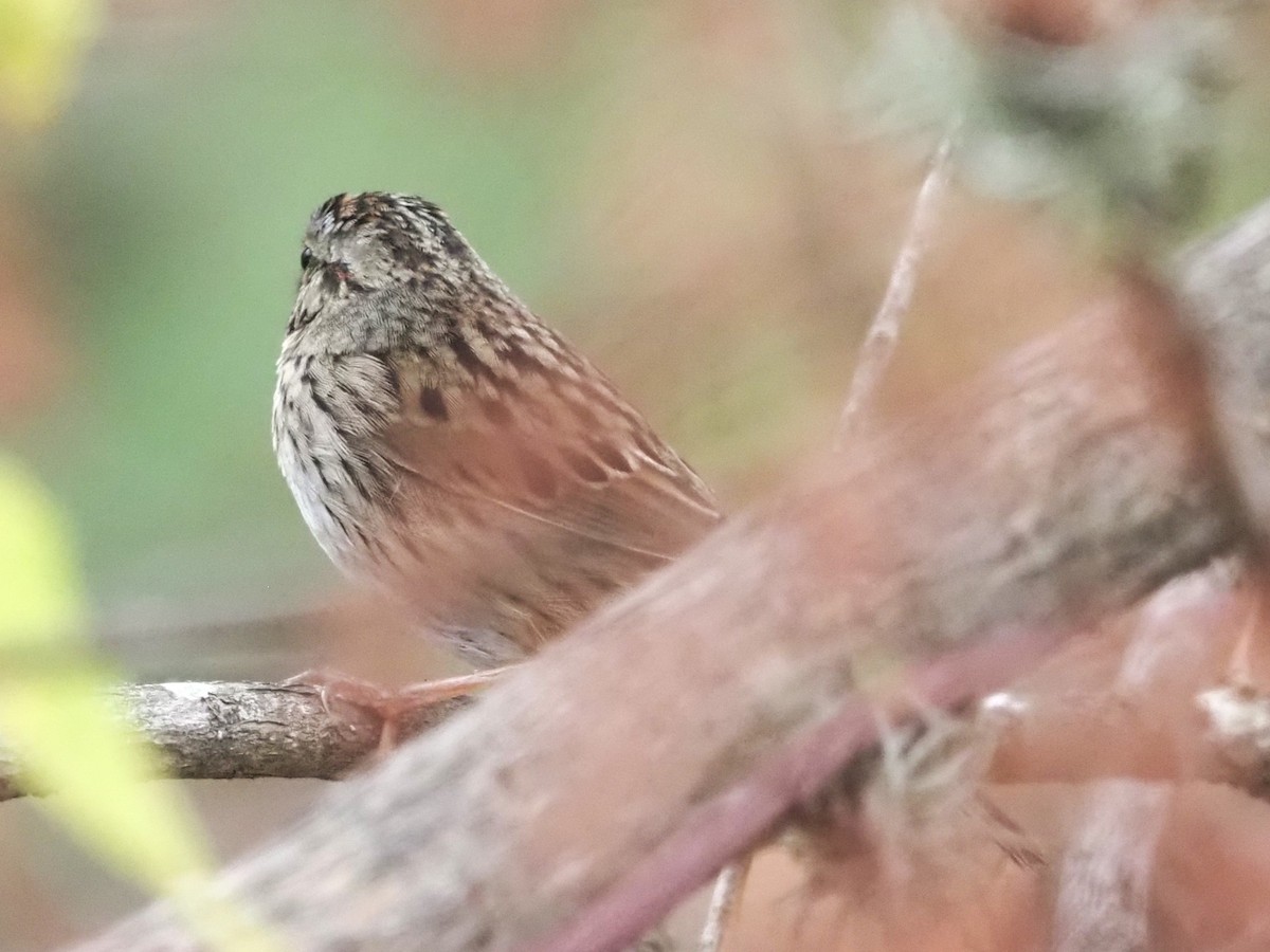 Lincoln's Sparrow - ML509767541