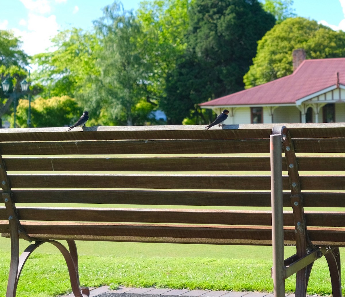 vlaštovka šedobřichá - ML509768401