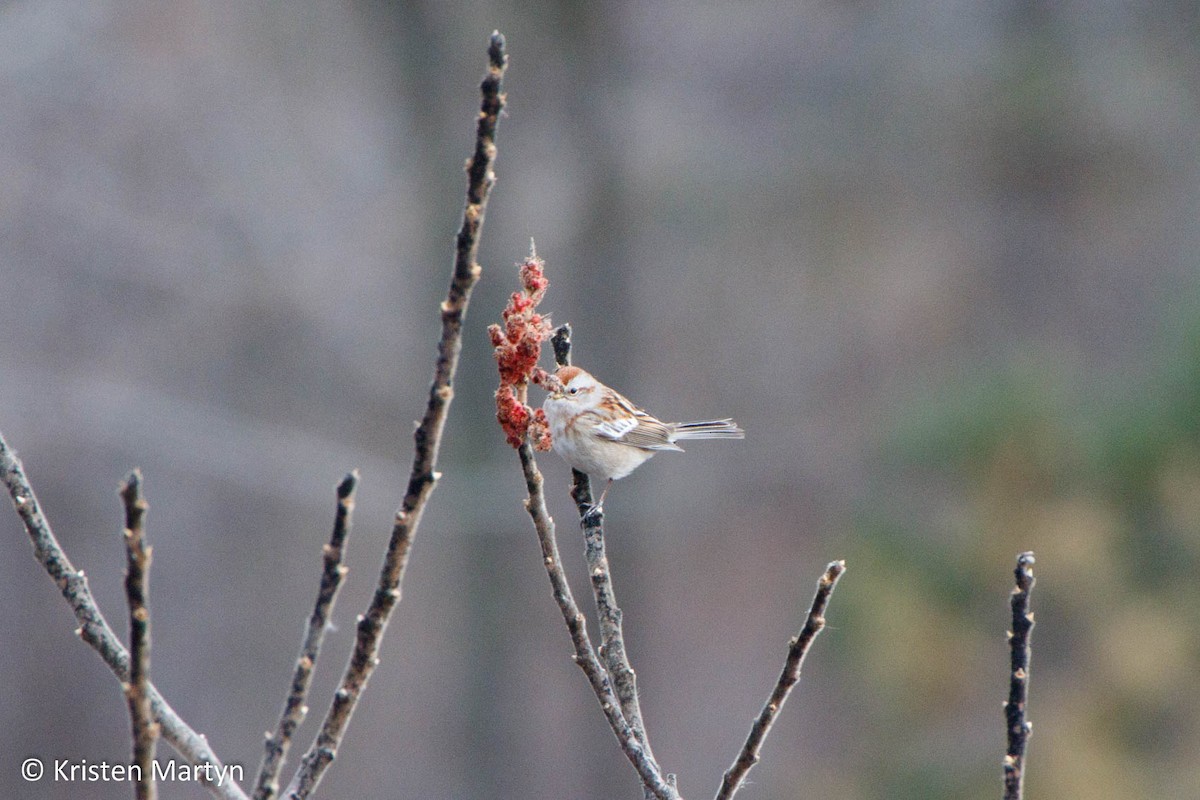 American Tree Sparrow - ML509768931