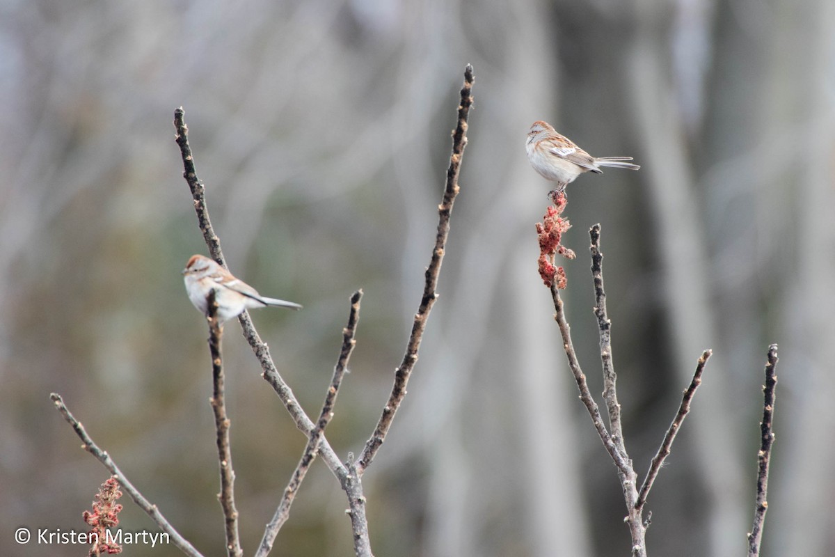 American Tree Sparrow - ML509768941