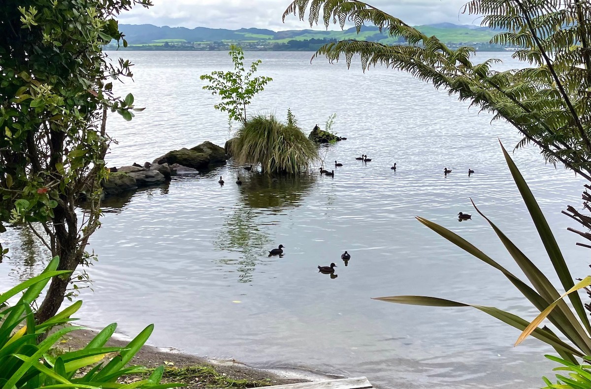 New Zealand Scaup - Keith Schreer