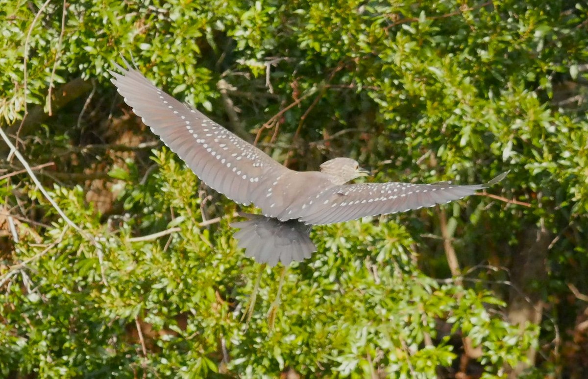 Black-crowned Night Heron - ML509771131