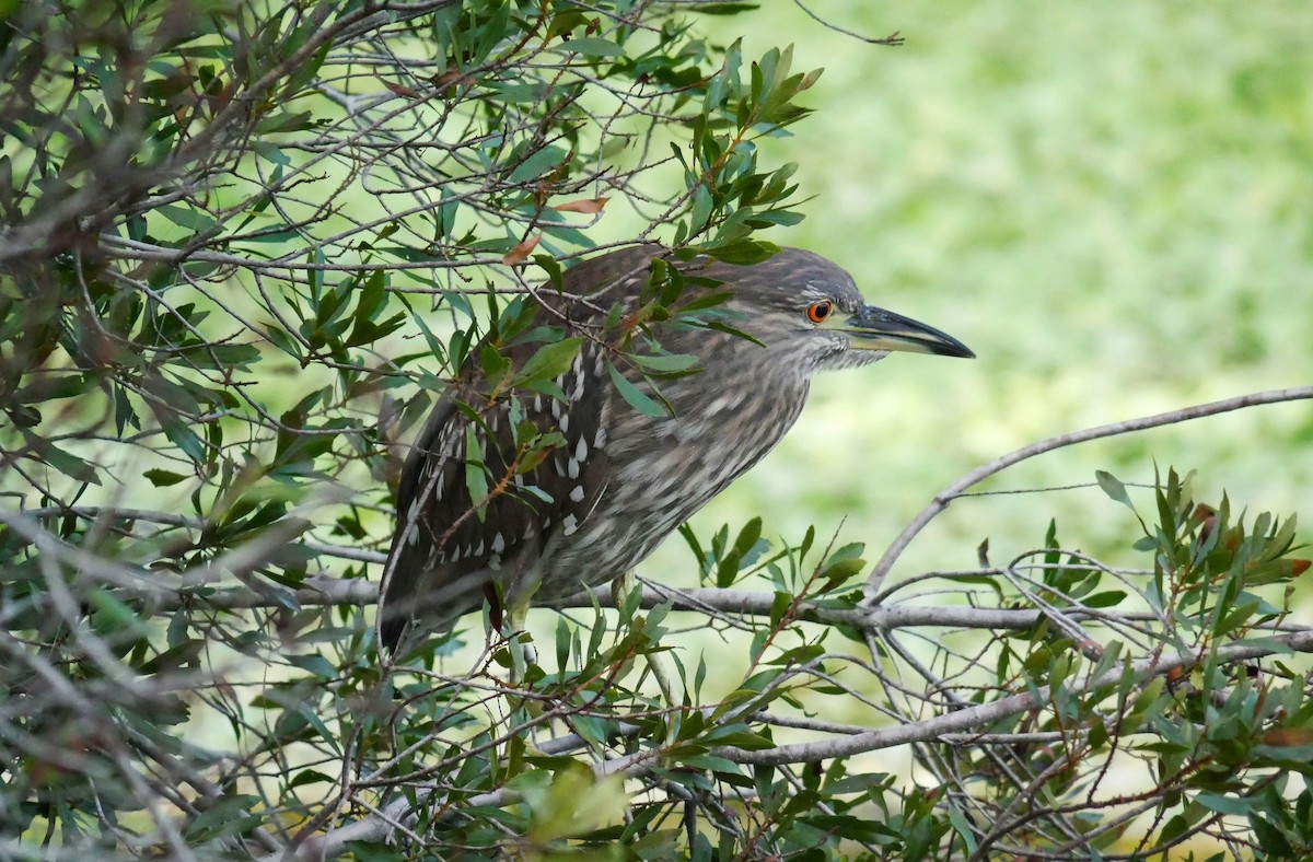 Black-crowned Night Heron - ML509771141