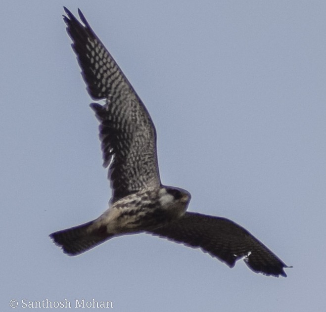 Amur Falcon/Eurasian Hobby - Santhosh Mohan