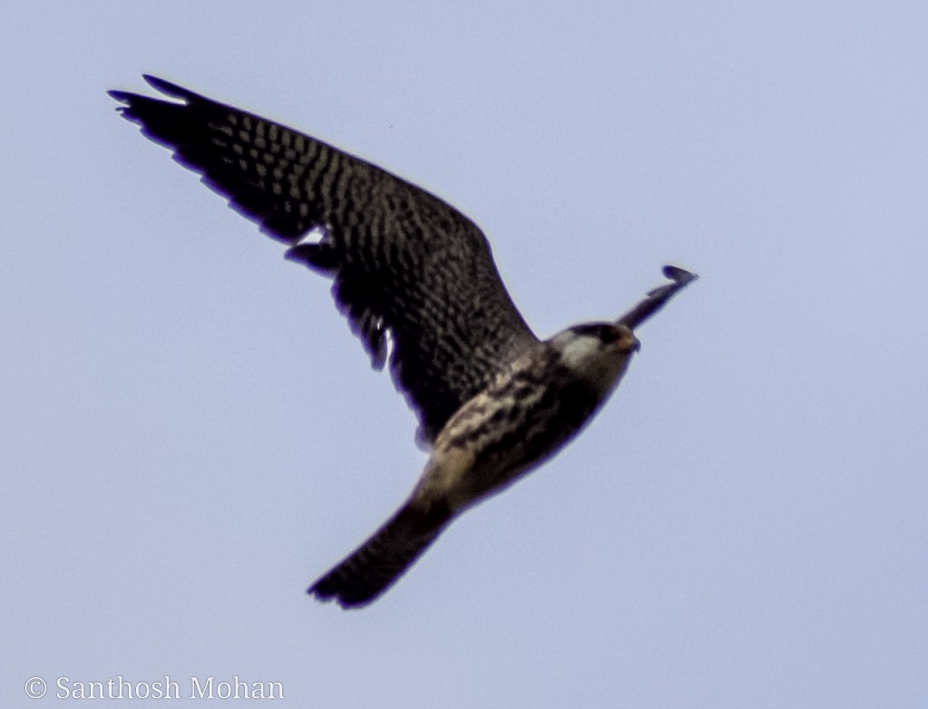 Amur Falcon/Eurasian Hobby - Santhosh Mohan