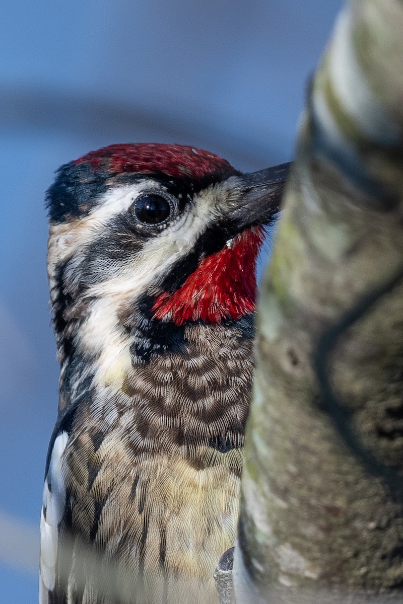 Yellow-bellied Sapsucker - ML509773671