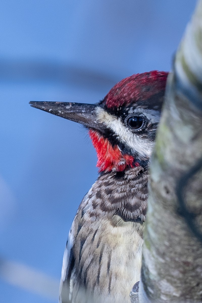 Yellow-bellied Sapsucker - ML509773681