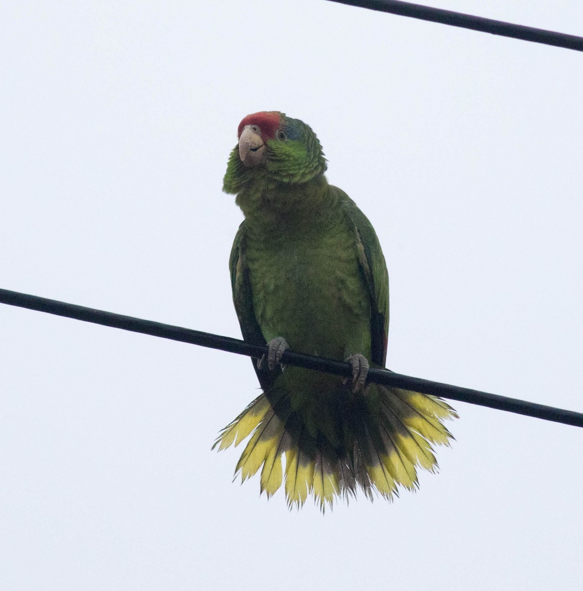 Red-crowned Amazon - Mel Senac