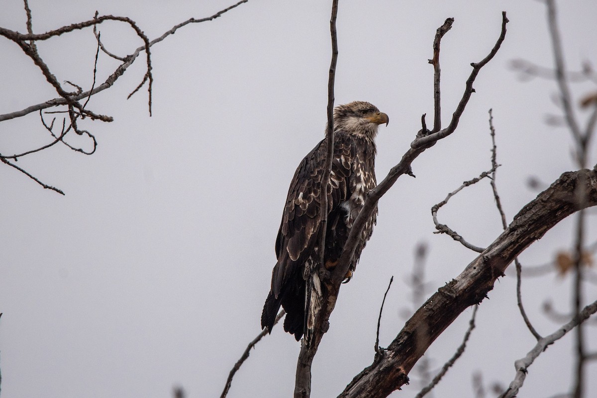 Bald Eagle - ML509775801