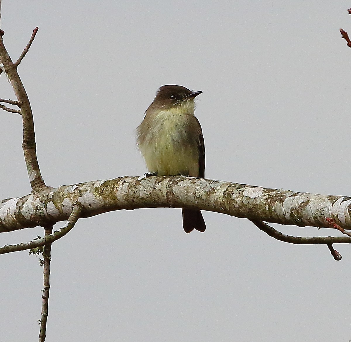 Eastern Phoebe - ML509777701