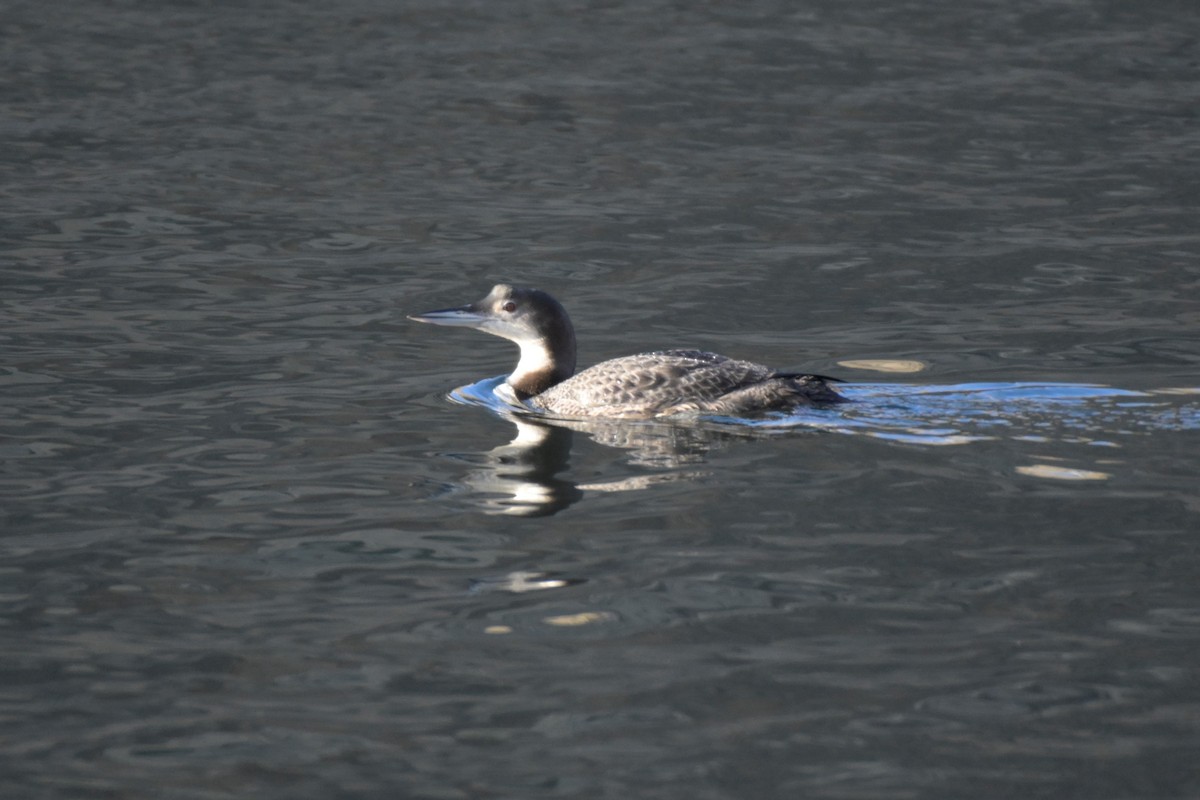 Common Loon - ML509778081