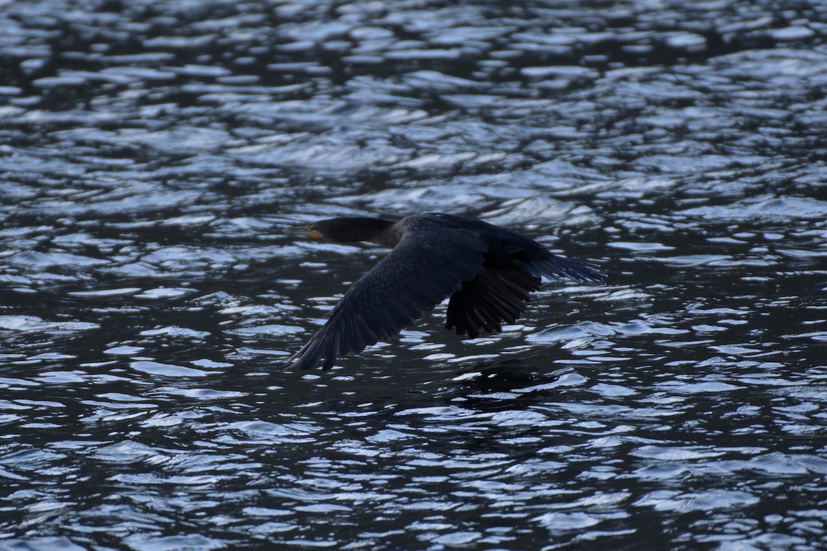 Double-crested Cormorant - ML509778101