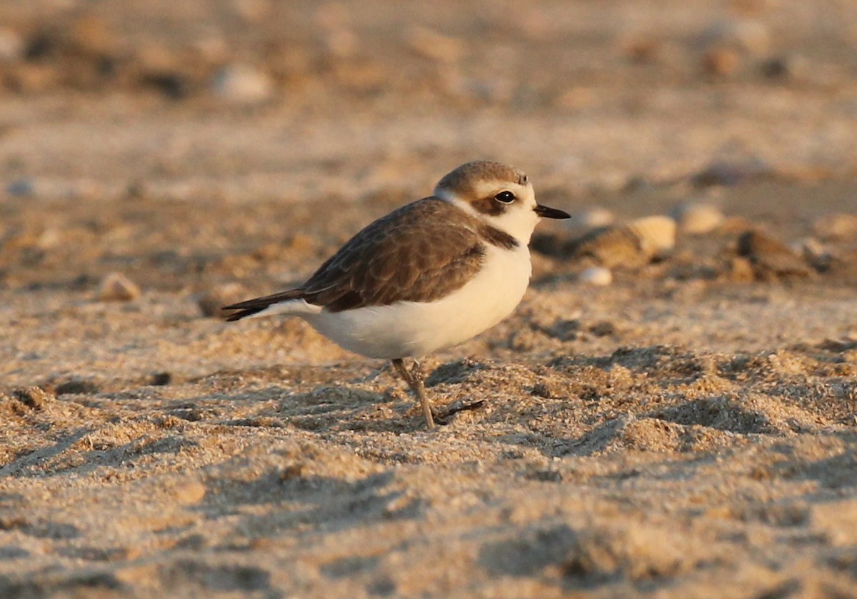 Snowy Plover - Andrew From
