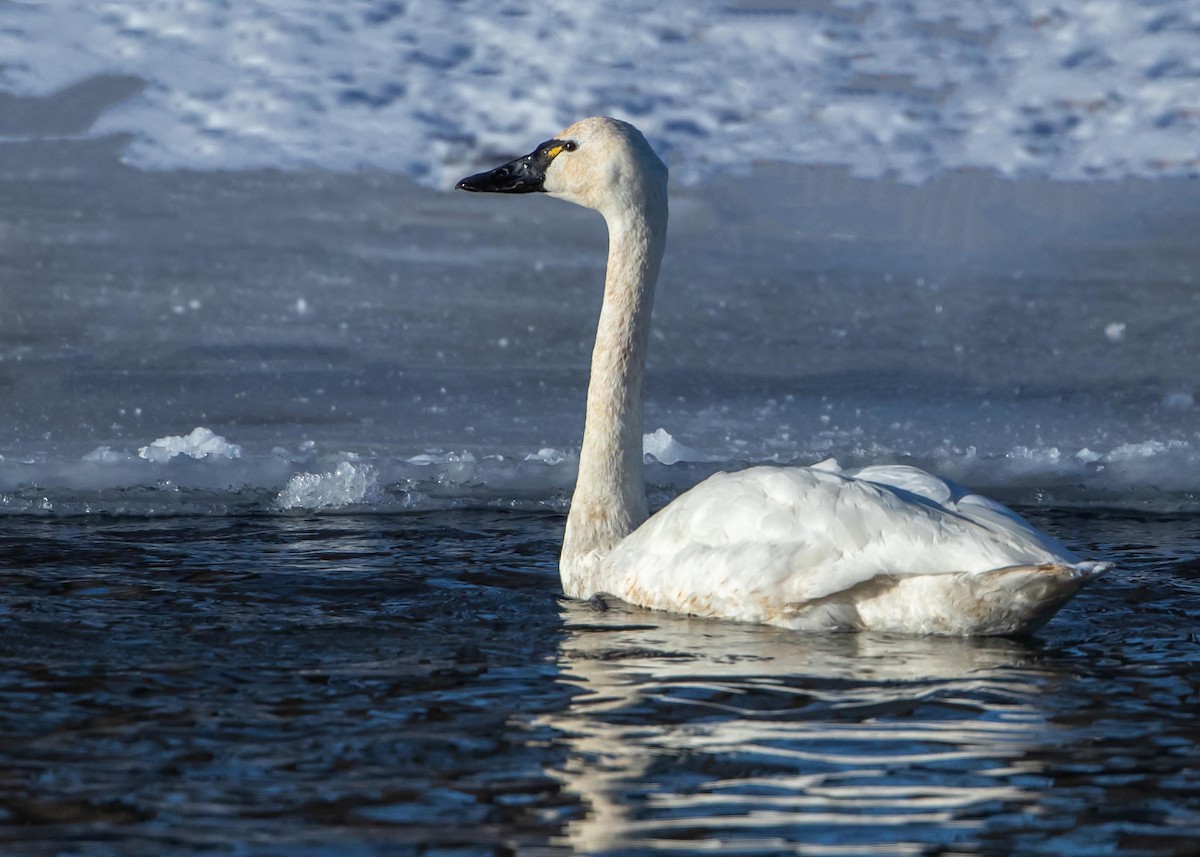 Tundra Swan - ML509780331