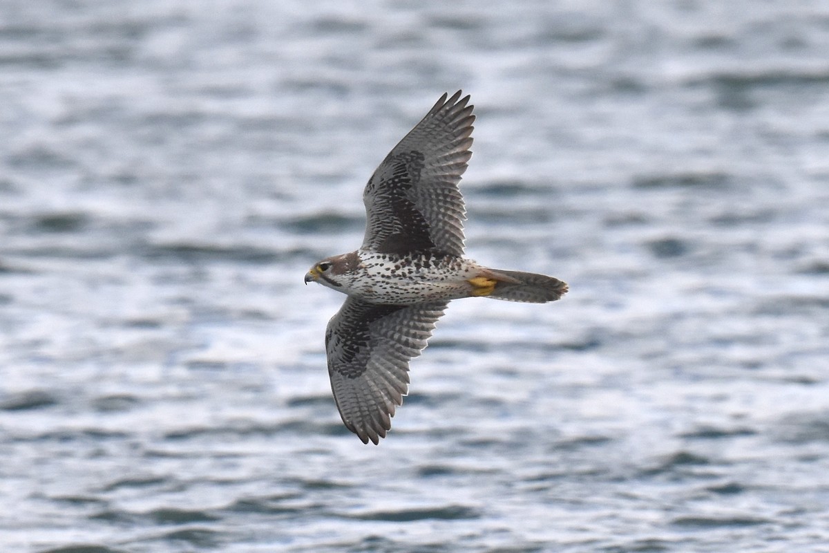 Prairie Falcon - ML509780601
