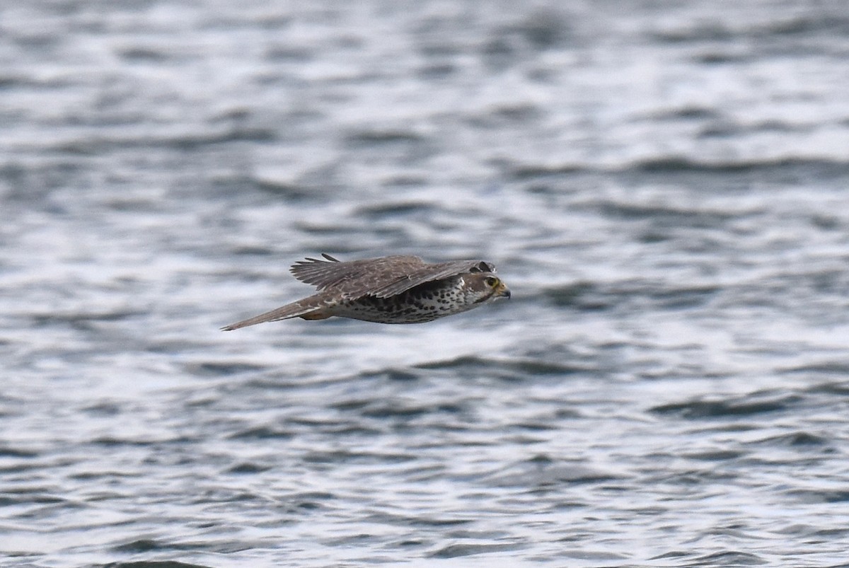 Prairie Falcon - ML509780611
