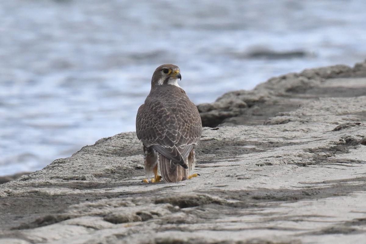 Prairie Falcon - ML509780621