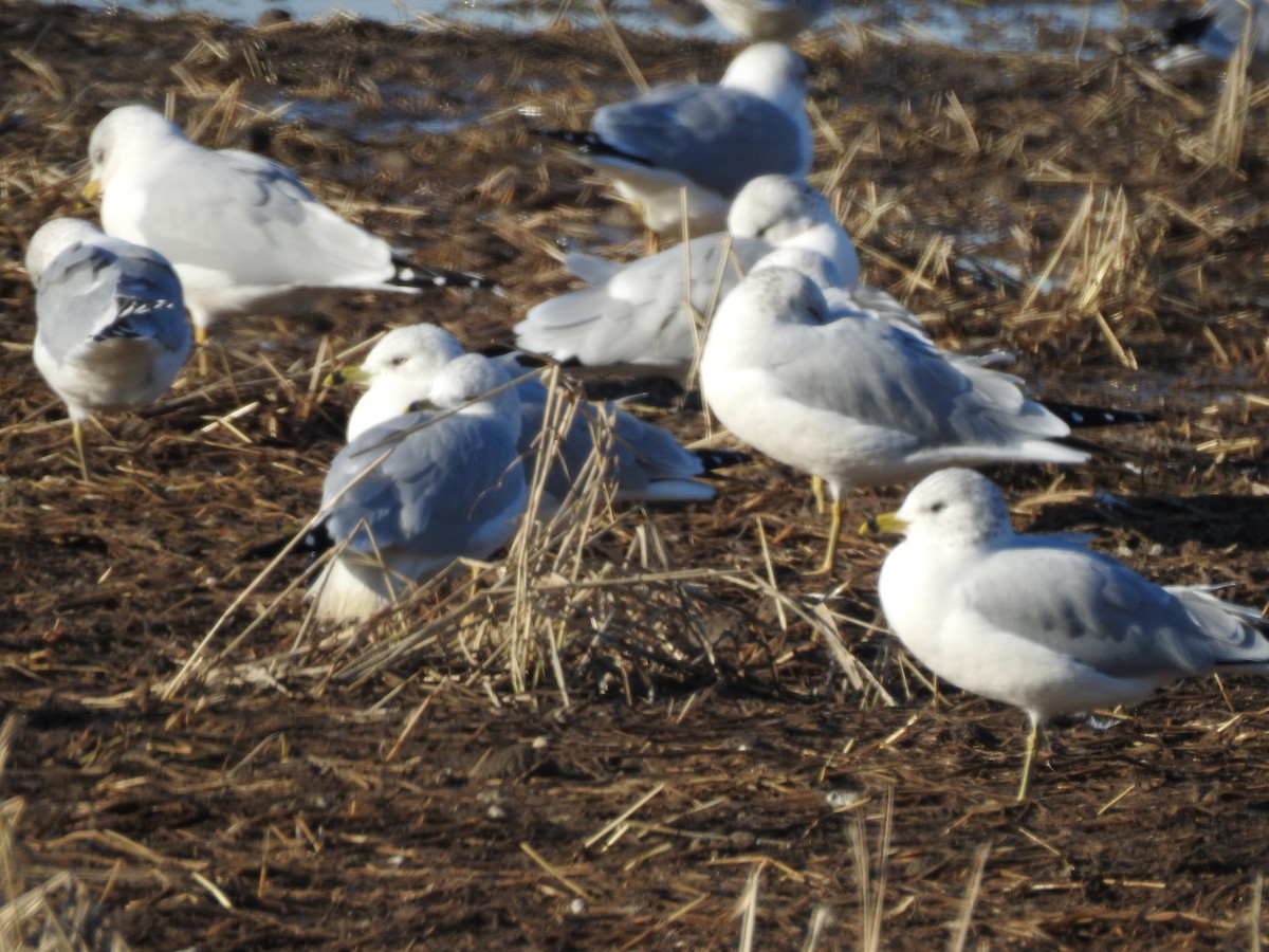 Ring-billed Gull - ML509780721