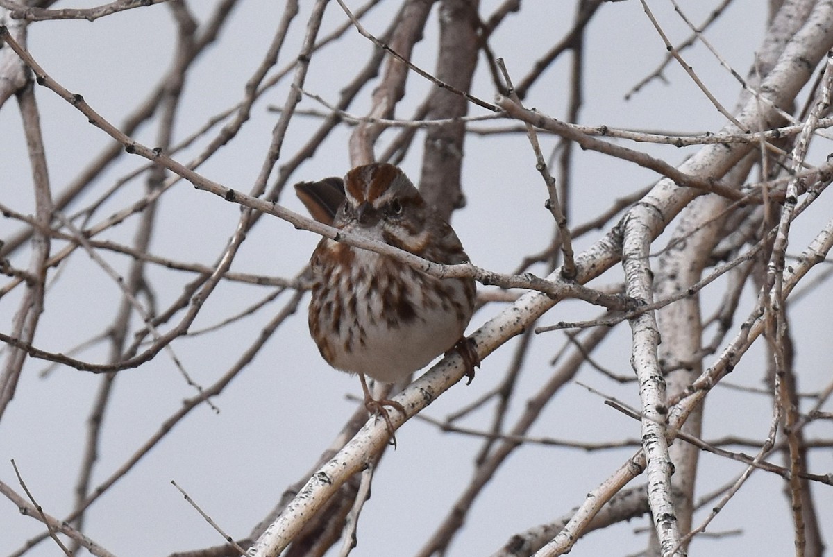 Song Sparrow - ML509780881