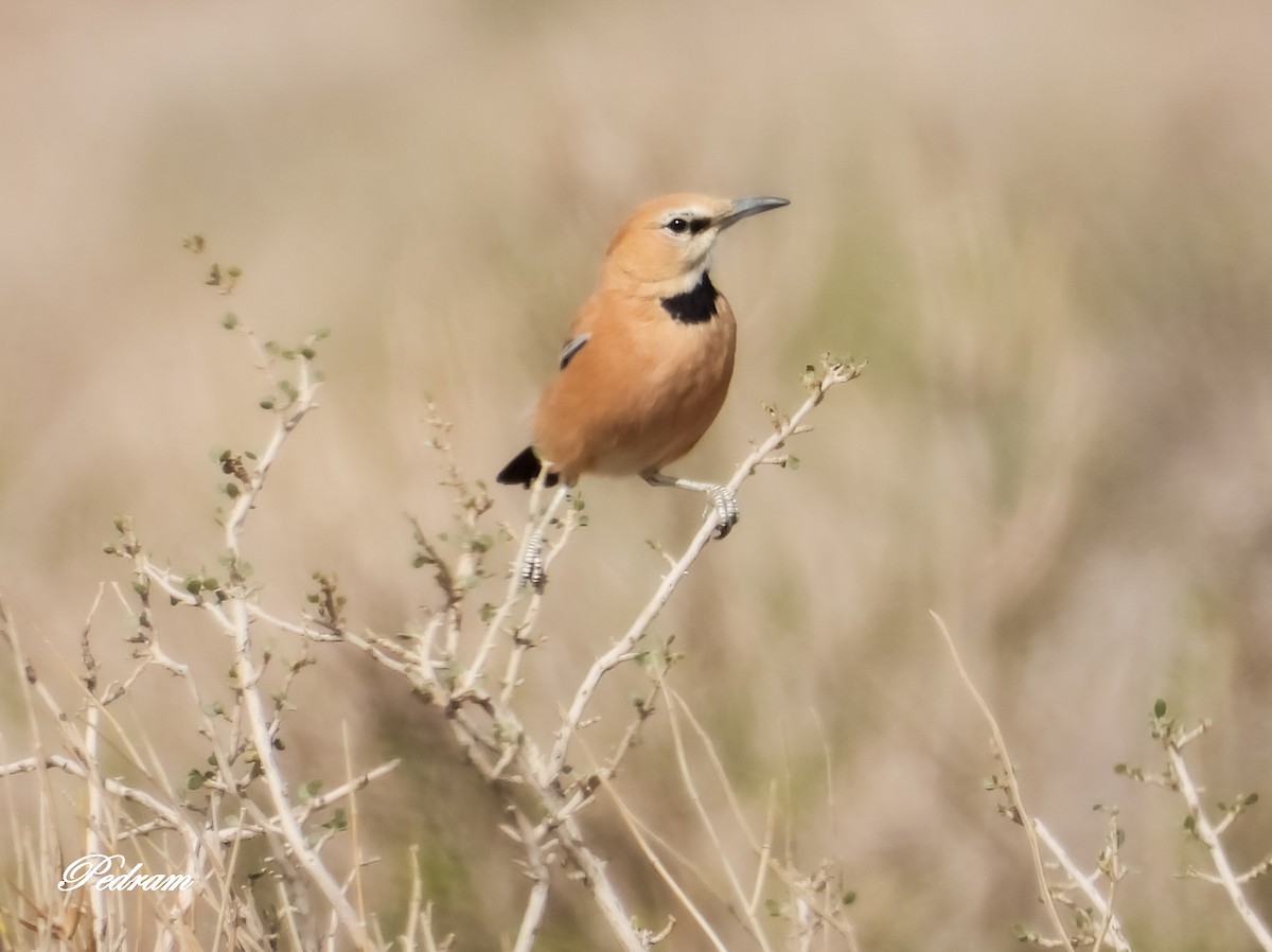 Iranian Ground-Jay - ML509781491