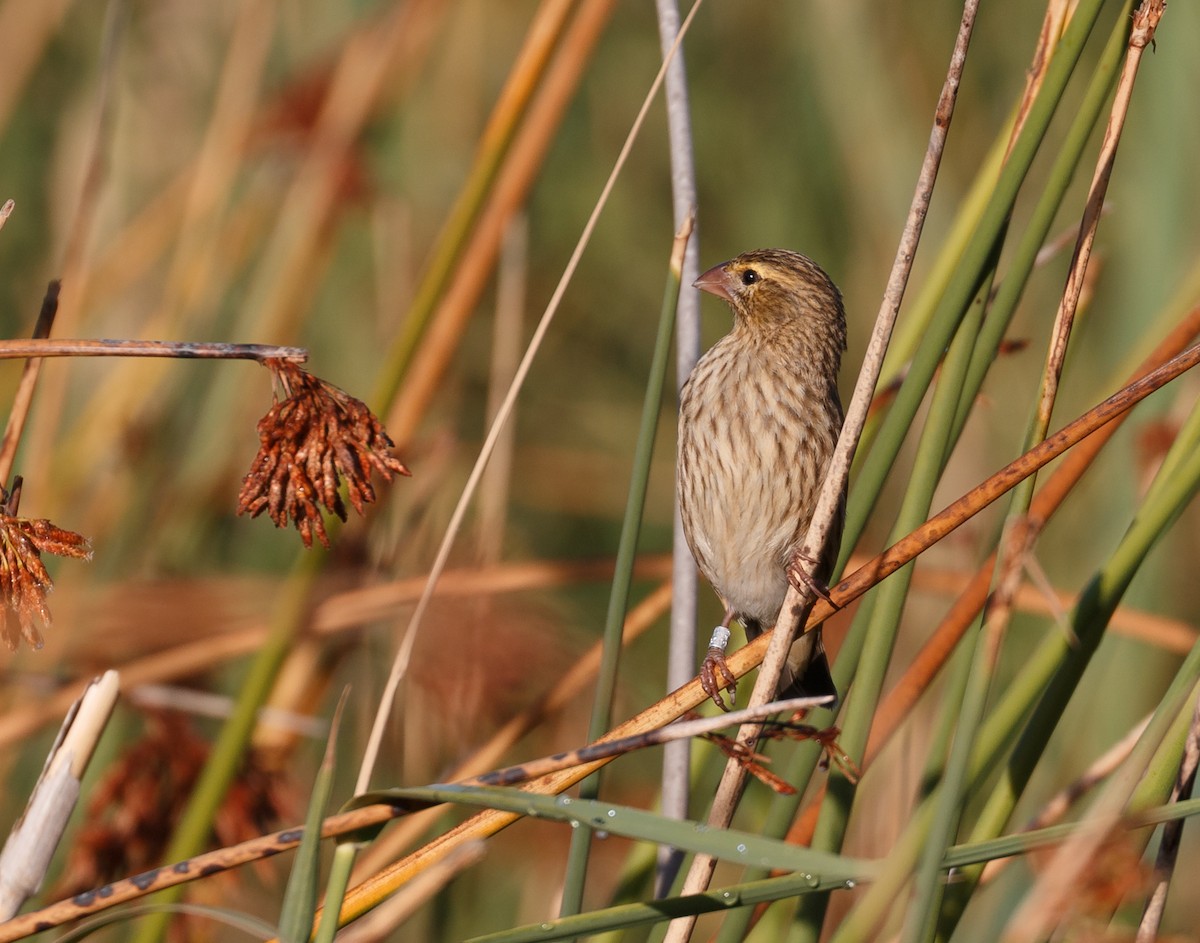 Southern Red Bishop - ML50978311