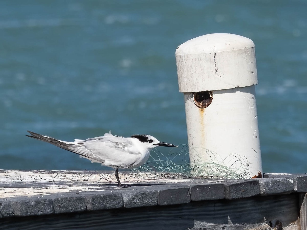 Sandwich Tern - ML509783131