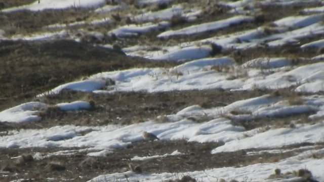 Цасч хөмрөг - ML509784911