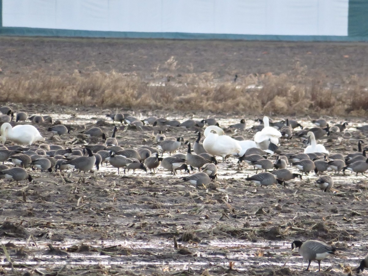 Cygne trompette - ML509786501