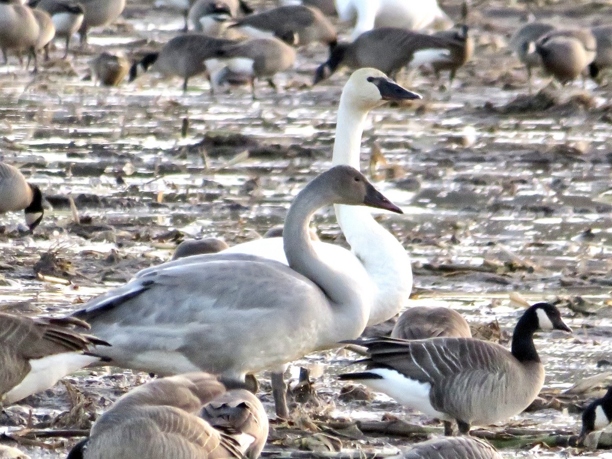 Trumpeter Swan - ML509786511