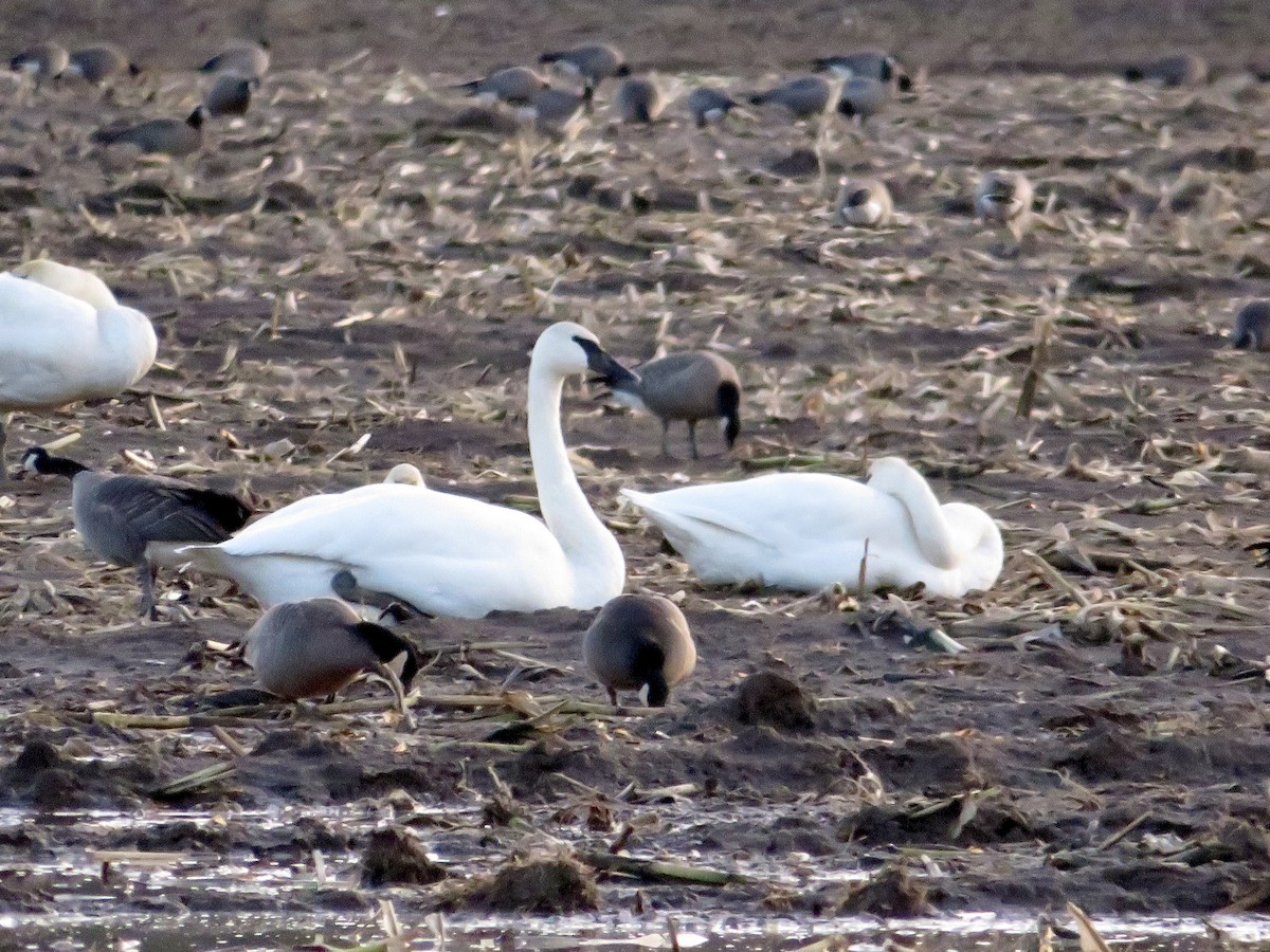 Trumpeter Swan - ML509786531