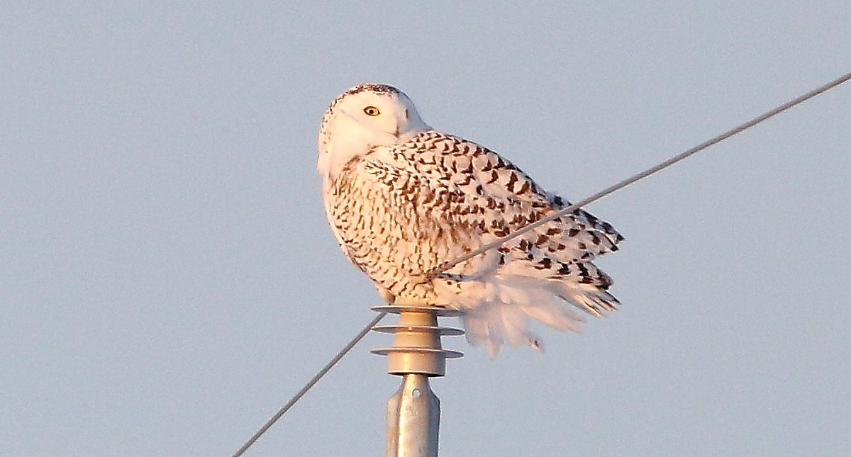 Snowy Owl - ML509787081