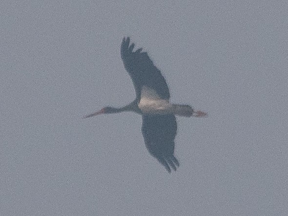 Black Stork - ML509787431