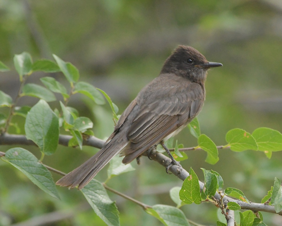 Brown-crested Flycatcher - ML509789041