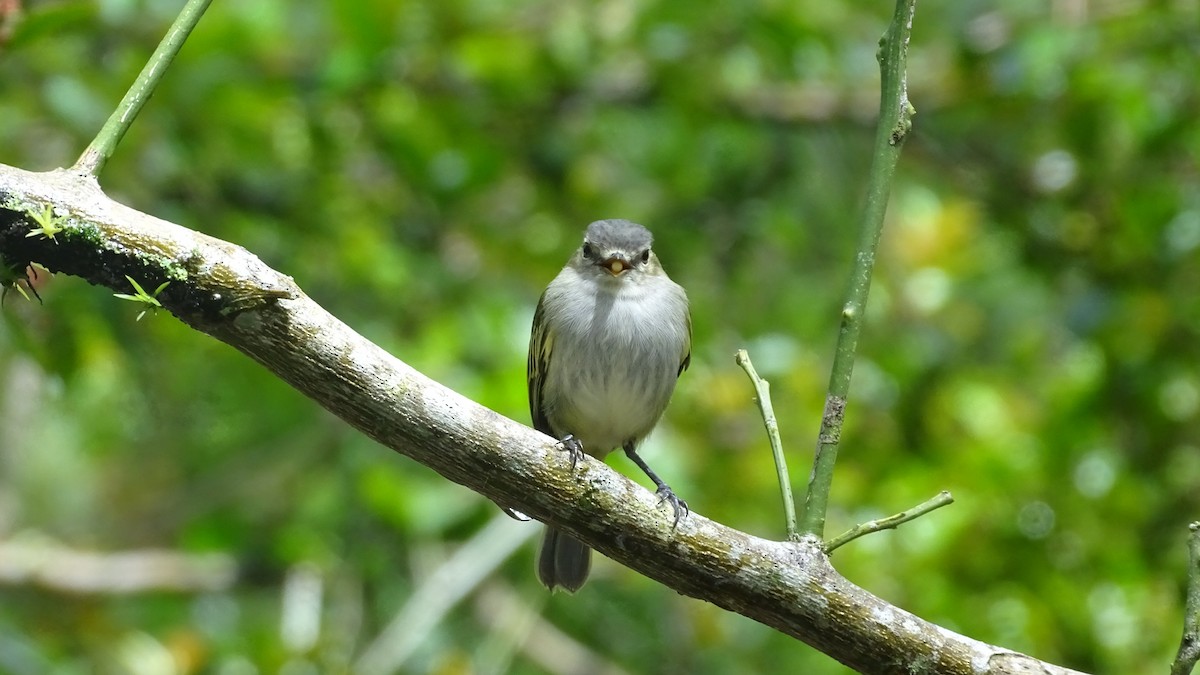 Mistletoe Tyrannulet - Diego Ramírez