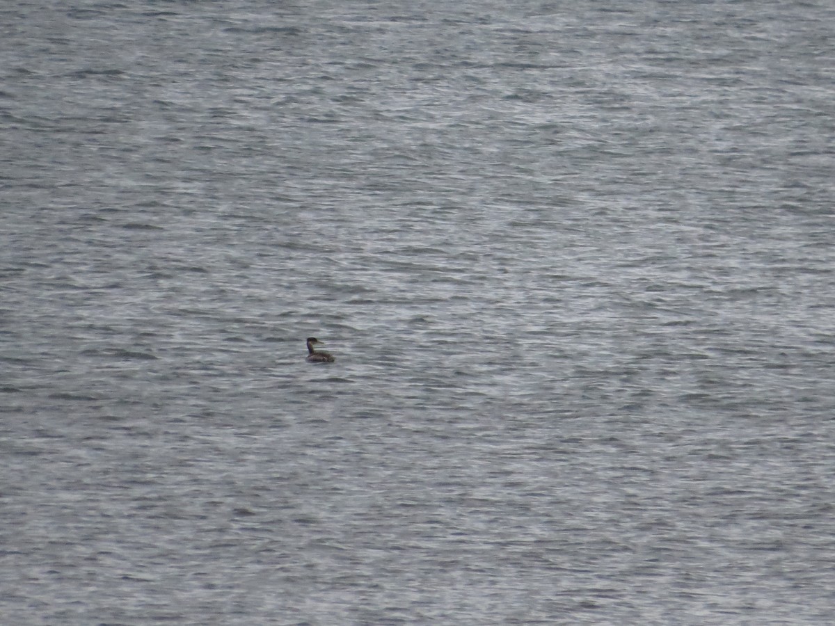 Red-necked Grebe - ML509789881