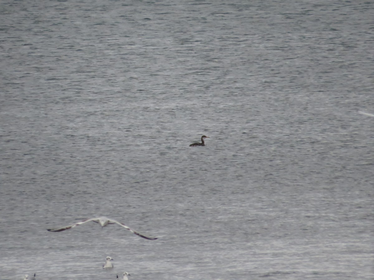 Red-necked Grebe - ML509790121