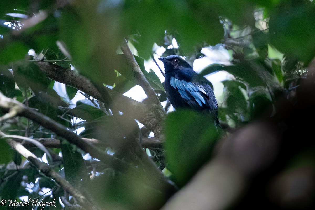 Sumatran Cochoa - ML509791371