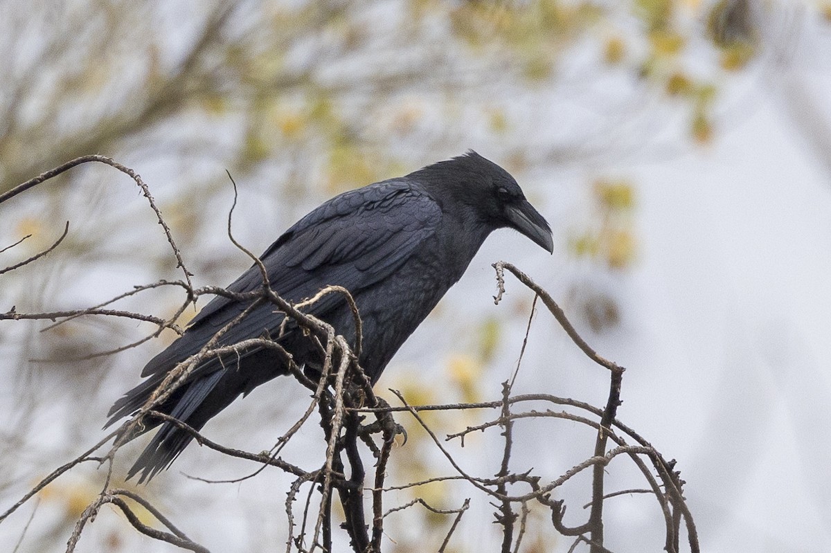 Chihuahuan Raven - ML509791831