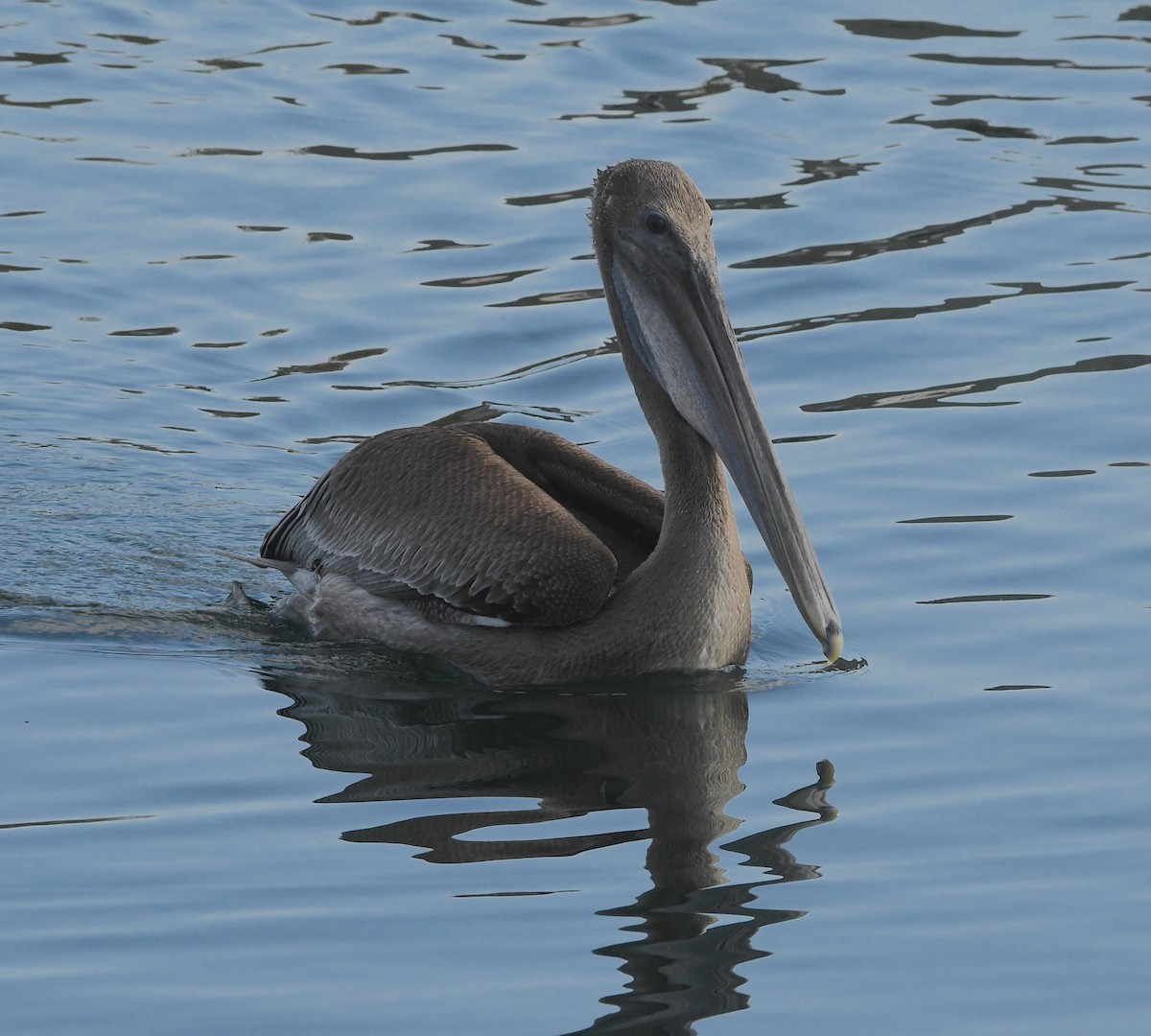 Brown Pelican - ML509791891