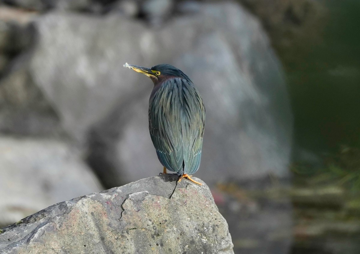 Green Heron - Conrad Dark