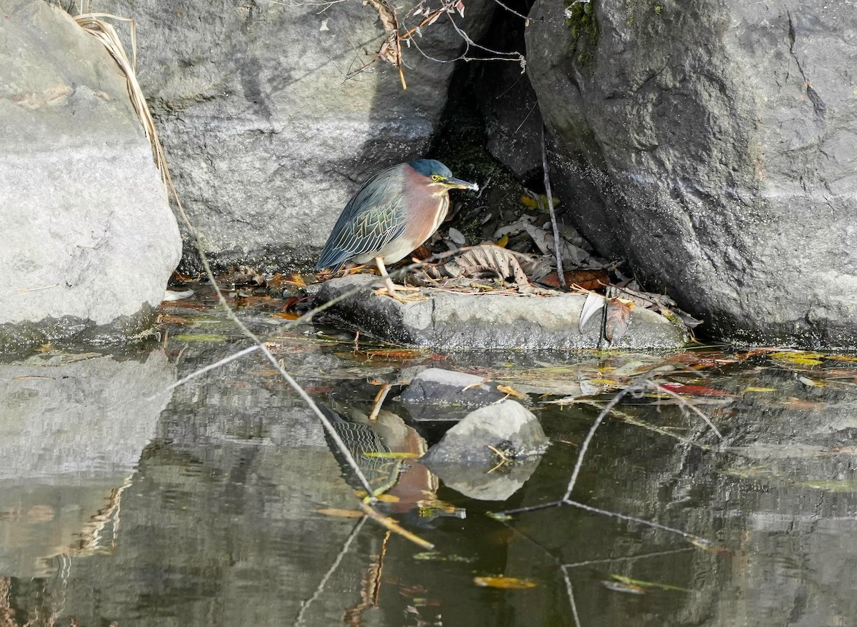 Green Heron - Conrad Dark