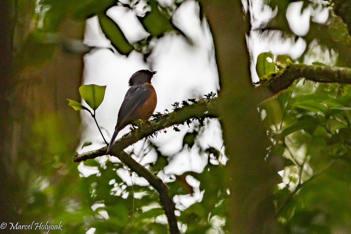 Rufous-vented Niltava - ML509792301