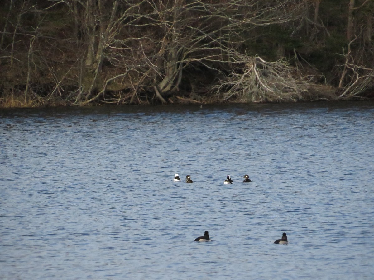 Bufflehead - alicia penney