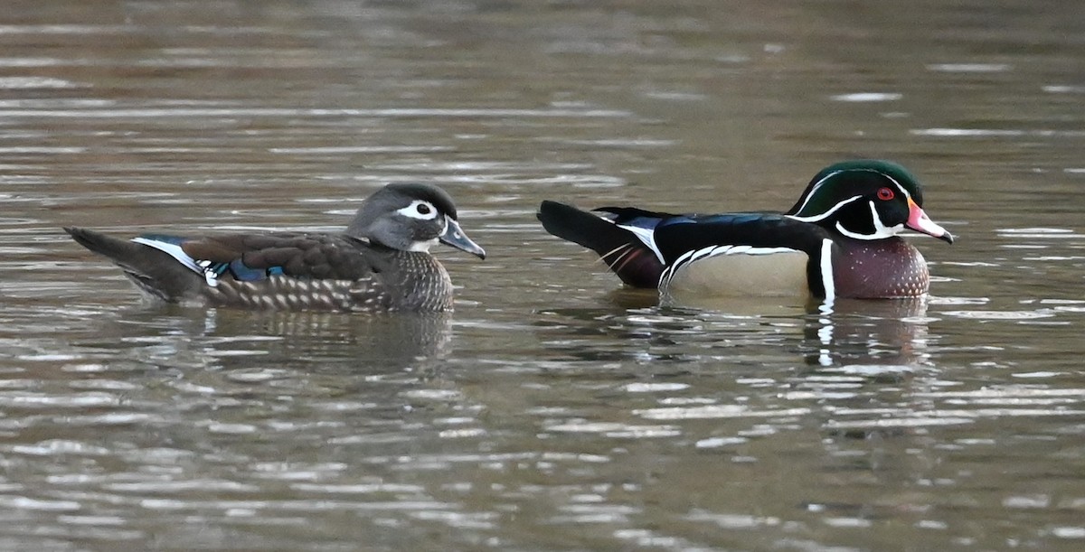 Wood Duck - ML509793051