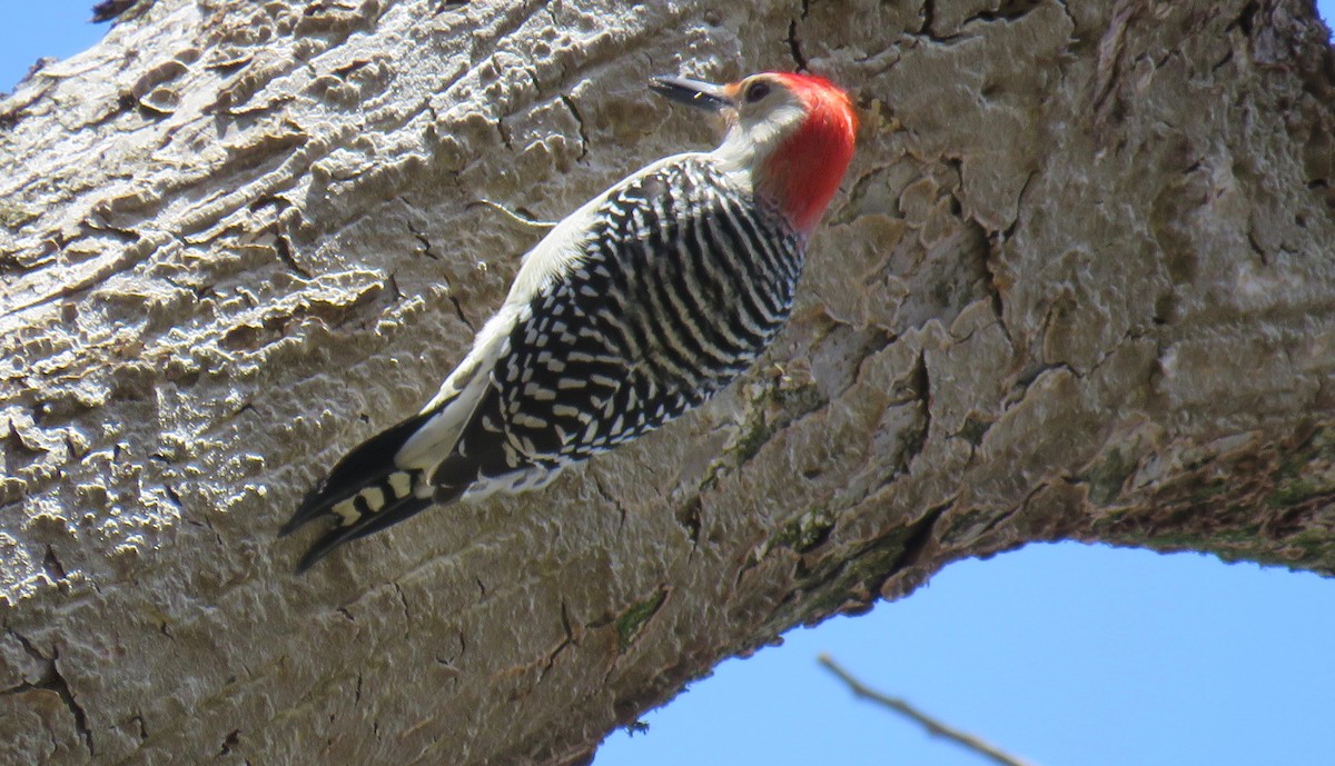 Red-bellied Woodpecker - ML50979351