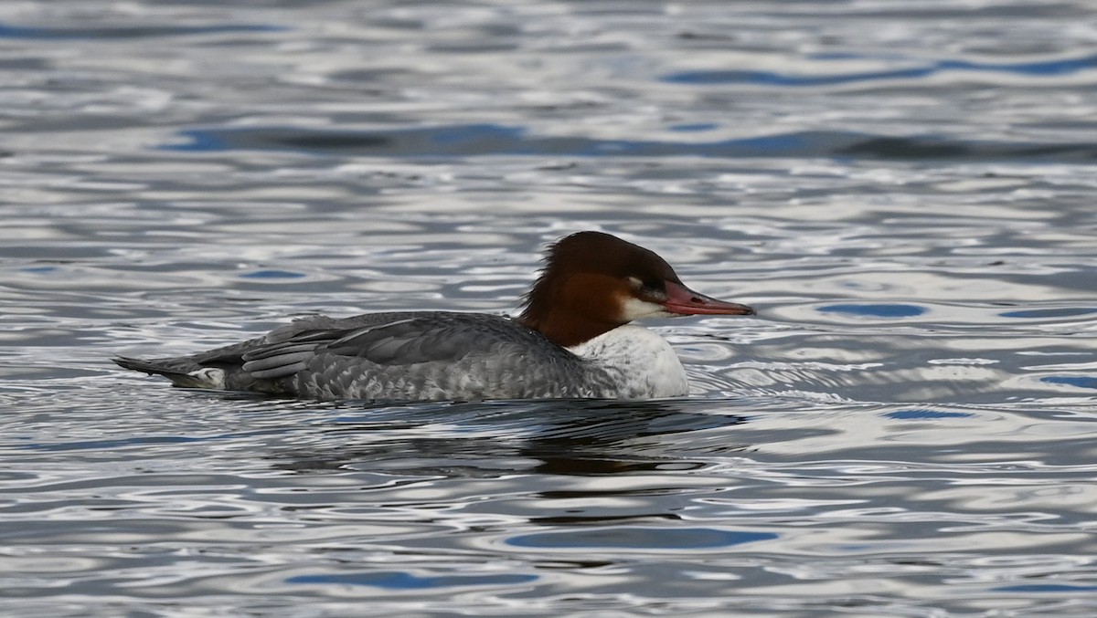 Gänsesäger - ML509793611