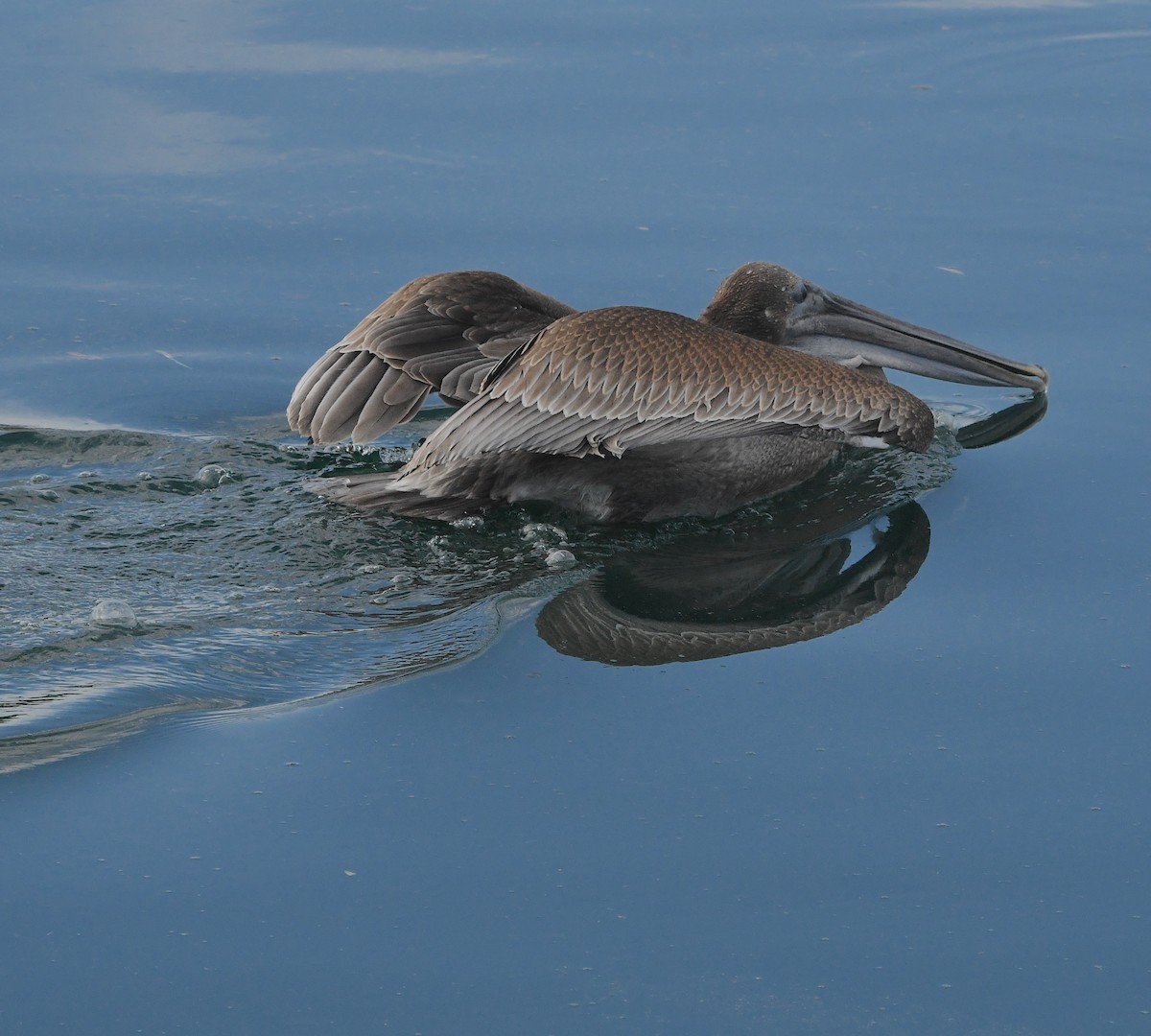 Brown Pelican - ML509793991