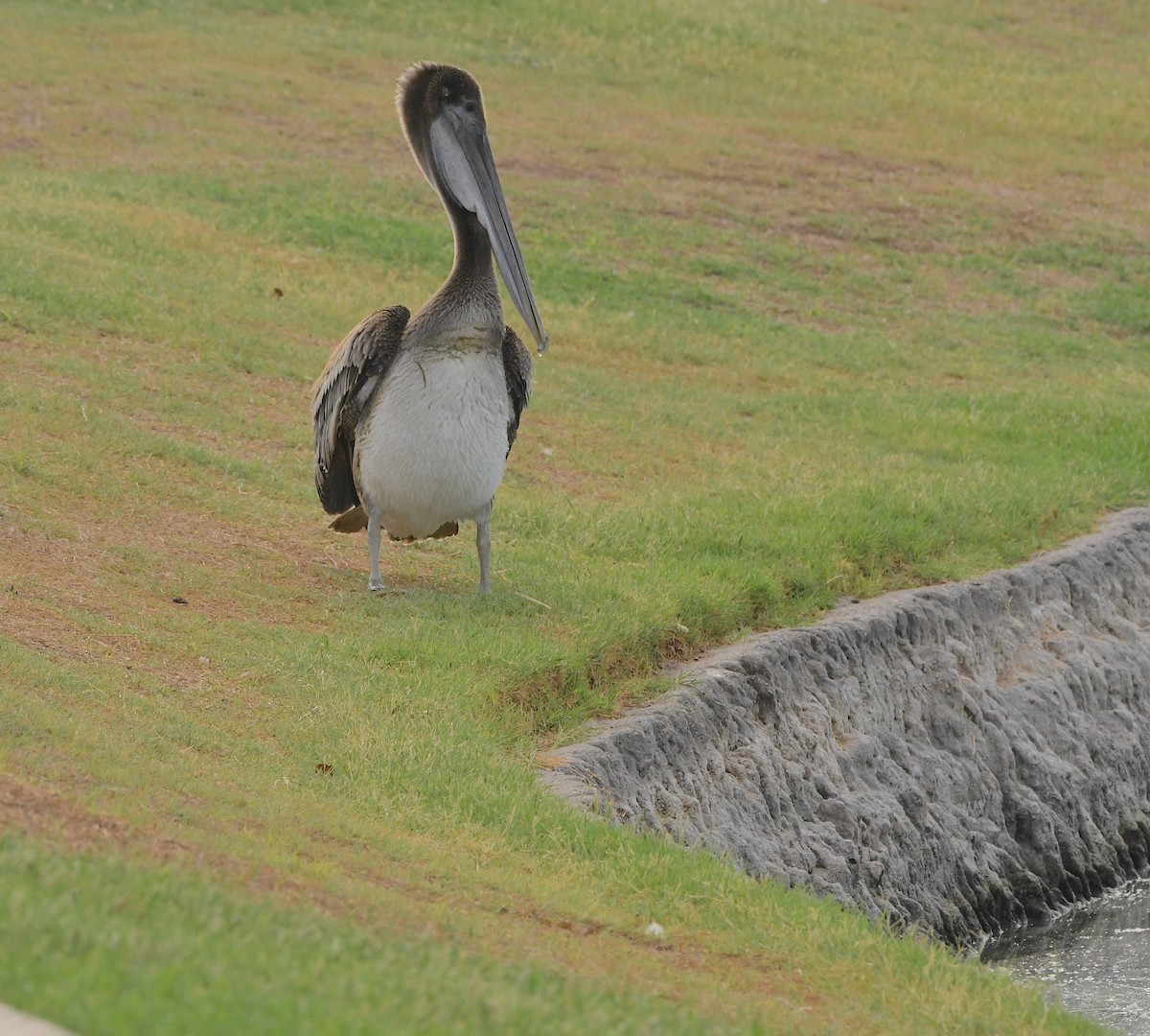 Brown Pelican - ML509794011