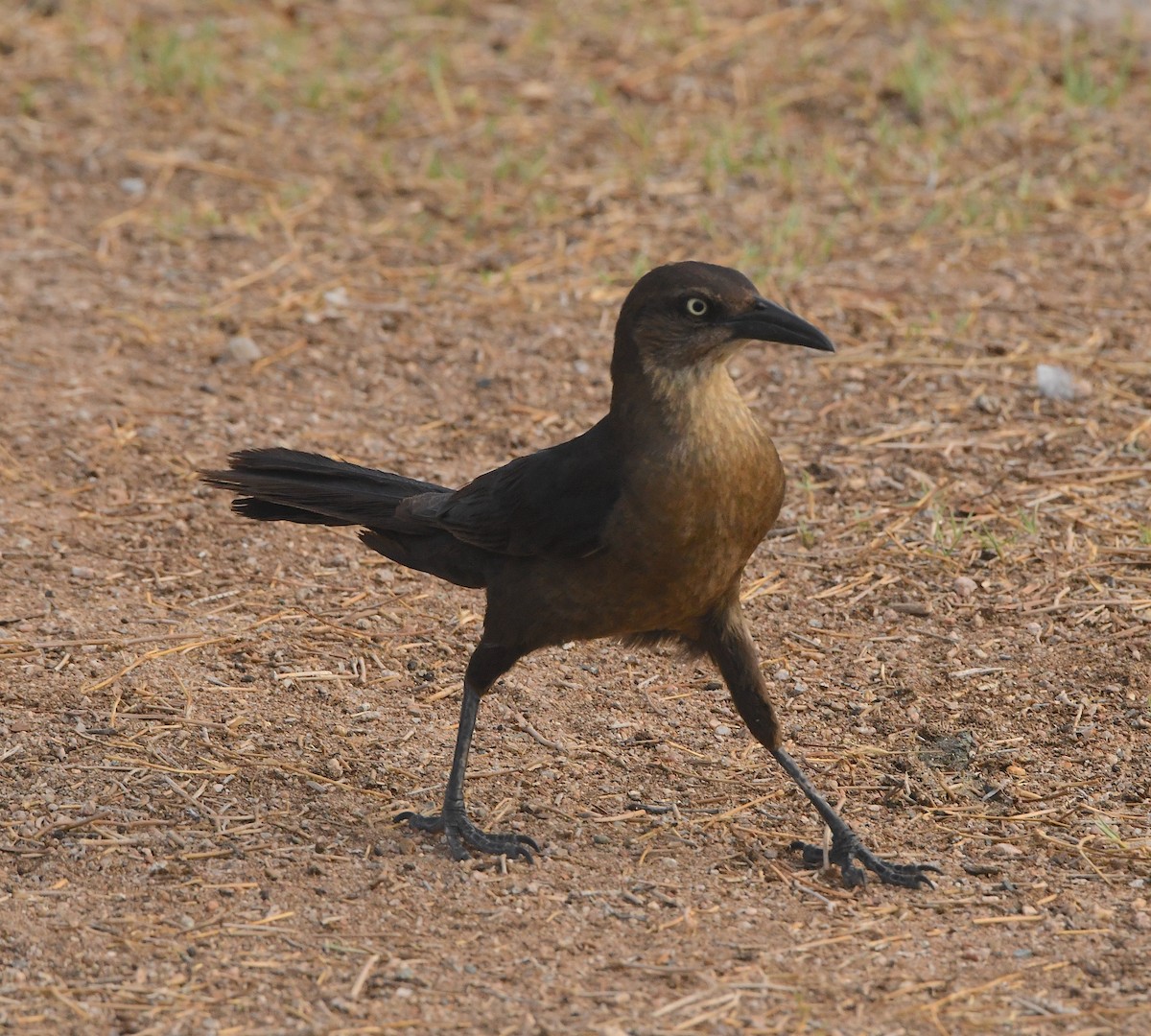 Great-tailed Grackle - ML509794741