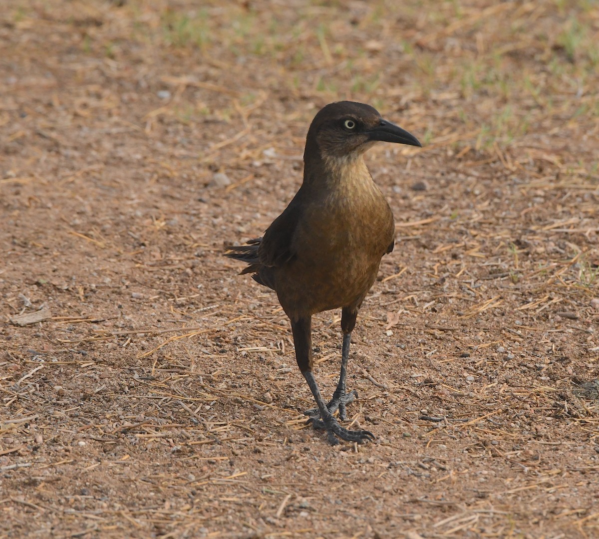 Great-tailed Grackle - ML509794951